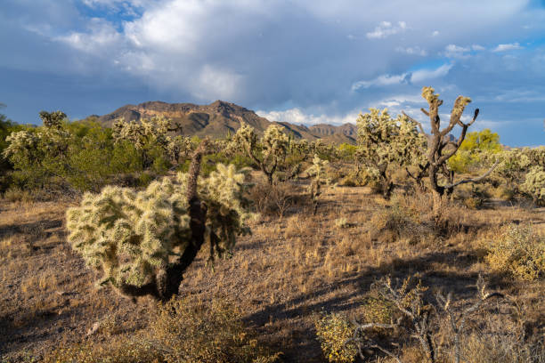 istock Arizona Desert landscapes with Cactus 1756308125