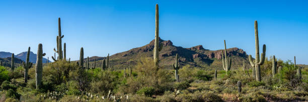 istock Arizona Desert landscapes with Cactus 1756308131