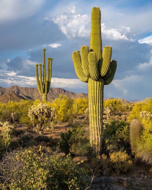 istock Arizona Desert landscapes with Cactus 1756308676