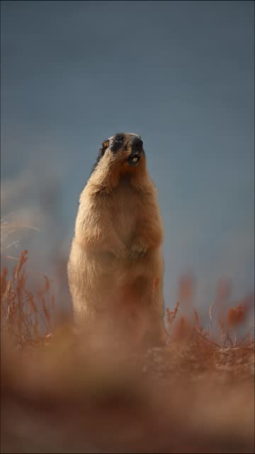 Marmot Coming out the Burrow and Standing on two legs giving Alert call to others