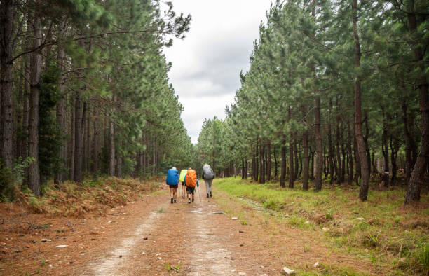 istock Friends hiking together along a dirt road through a forest 1756308894