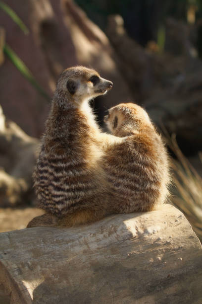 A meerkat mother and pup in there shady burrow in a wild kalahari habitat.