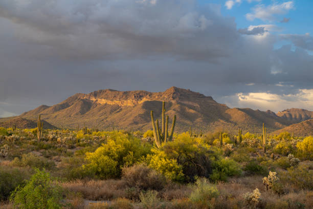 istock Arizona Desert landscapes with Cactus 1756312613