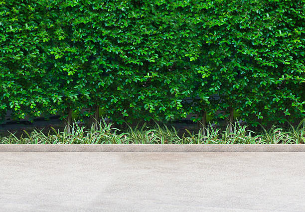 istock Walkway in the garden 175631867