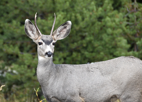 Mule deer buck with spike antlers.