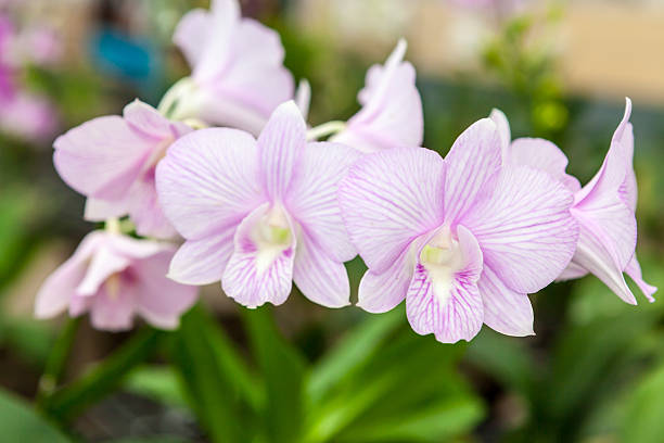 istock Group of white purple orchid flowers 175632365