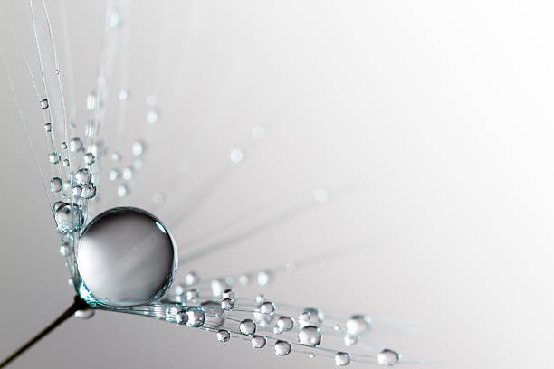 одуванчик и роса-абстрактный макро - dandelion nature water drop стоковые фото и изображения