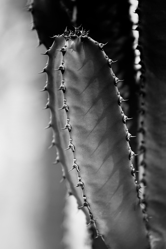 Textured cactus with extreme focus