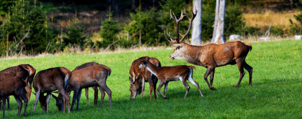 istock a deer and a softs in nature panorama 1756326513