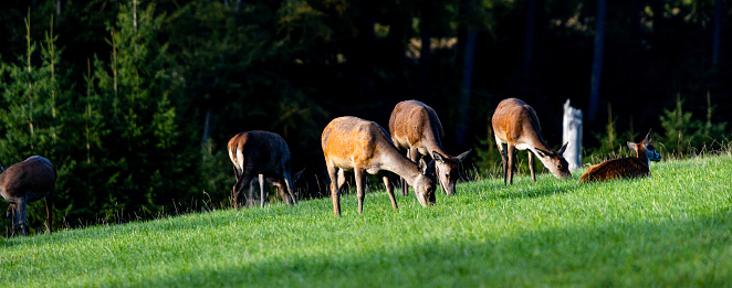 many deer on a meadow panorama