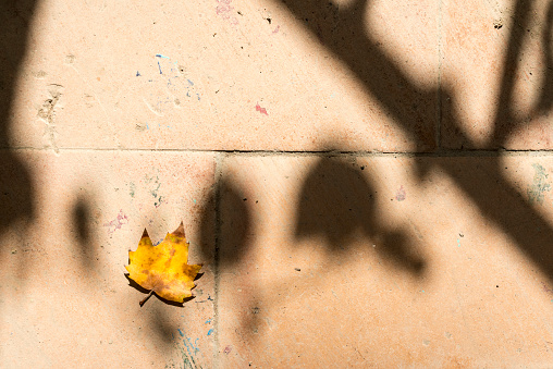 Autumn concept. Autumnal leaf fallen on the ground next to the shadow of a branch with leaves.