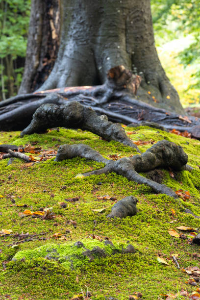 istock From root to tree, the power of nature. 1756333138