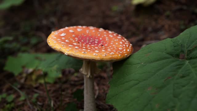 Red poisonous fly mushroom in the forest