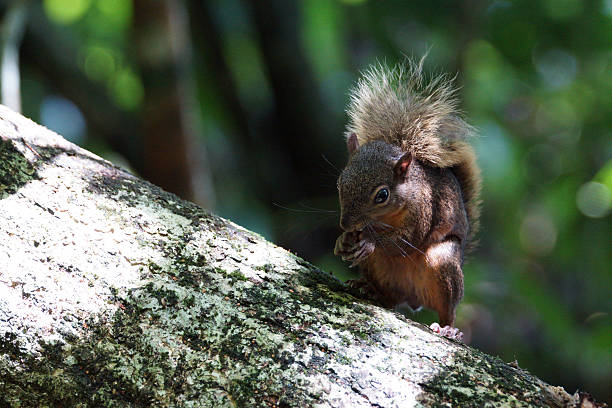 Red-tailed squirrel Red-tailed squirrel - Sciurus granatensis in Cahuita National Park - Costa Rica sciurus granatensis stock pictures, royalty-free photos & images