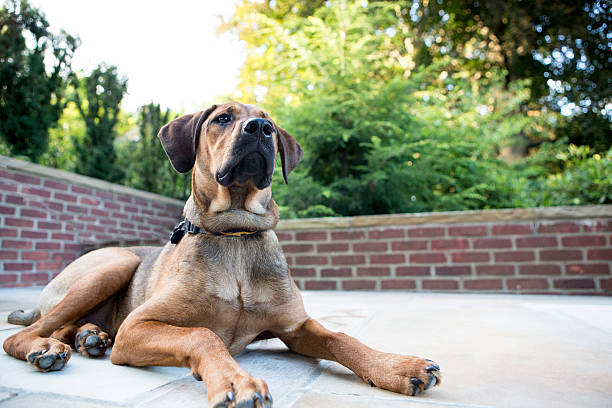 istock Dog standing outside at the Park 175634967
