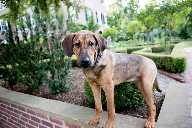istock Dog standing outside at the Park 175635004