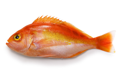 schlegel red bass isolated on white background
