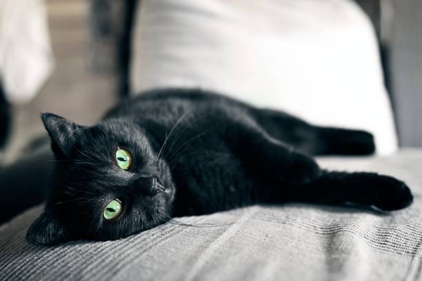 Black cat chilling on a sofa at home. Horizontal image with selective focus.