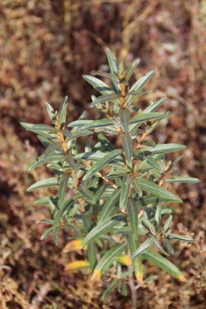 istock sea buckthorn 1756360566