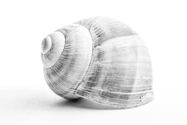 Shell shock Black and White Stock Photos & Images - Alamy