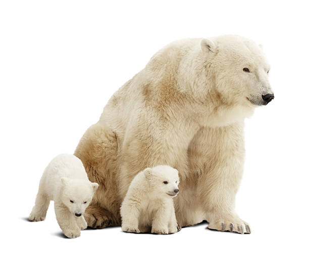 Polar bear with cubs. Isolated over white background with shade