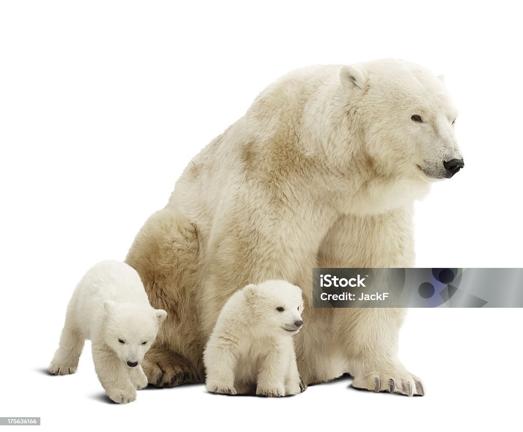 Polar bear and her cubs isolated on white background Polar bear with cubs. Isolated over white background with shade Polar Bear Stock Photo