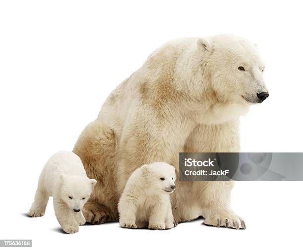 Polar Bear And Her Cubs Isolated On White Background Stock Photo - Download Image Now