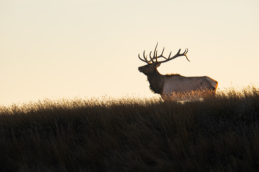 Bull elk on top of hill in evening sunlight