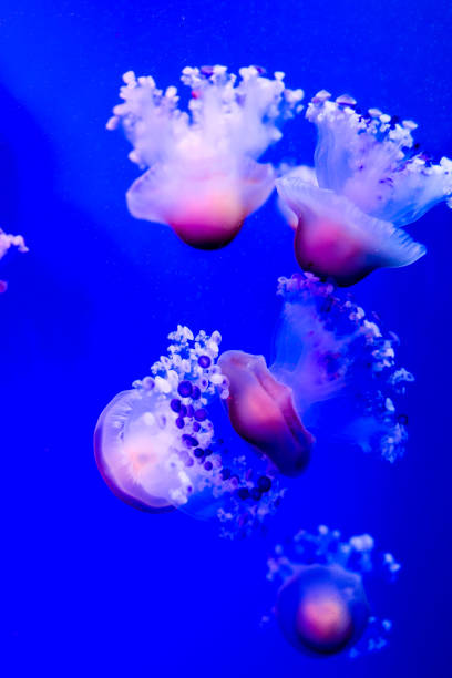 istock Jellyfish Dangerous Poisonous Medusa 1756373392