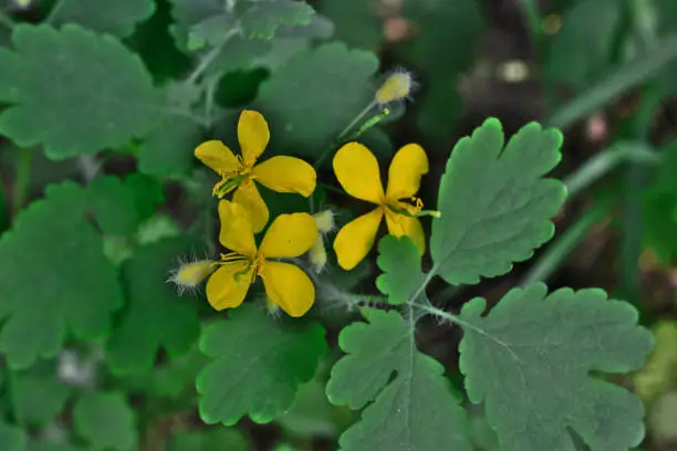 yellow flowers of celandine with green leaves isolated close up