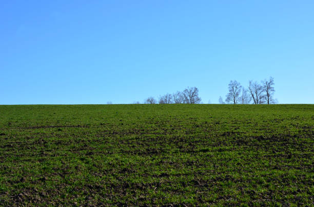 plowed agricultural field with green grass and blue sky copy space