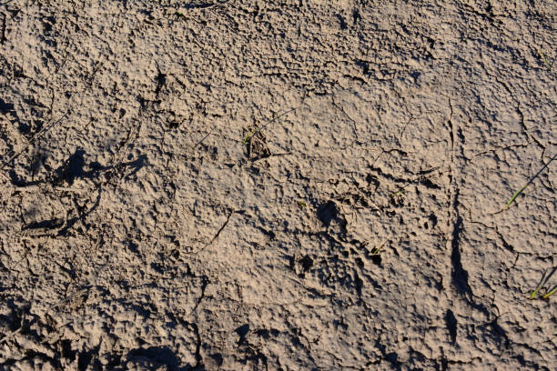 Dry soil