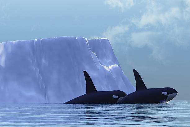 orca - pod photos et images de collection