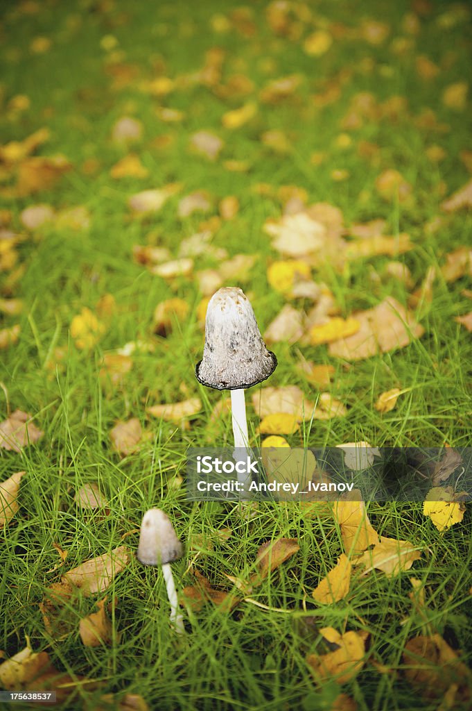 Seta en un prado. - Foto de stock de Agárico Porcelana libre de derechos