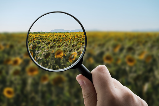 A magnifying glass focusing on a sunflower field