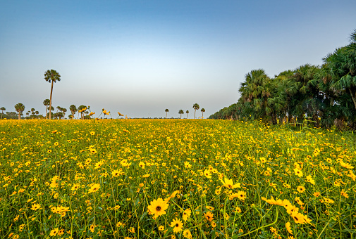 A field of wild yellow sunflowers in full bloom in the surroundings of Lake Jesup near Orlando Florida.