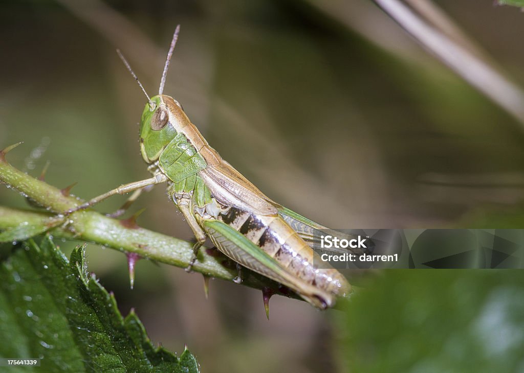 Saltamontes - Foto de stock de Aire libre libre de derechos