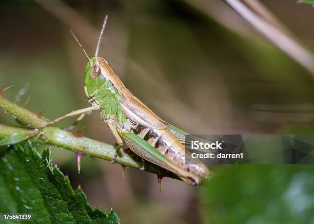 Saltamontes Foto de stock y más banco de imágenes de Aire libre - Aire libre, Ala de animal, Amarillo - Color