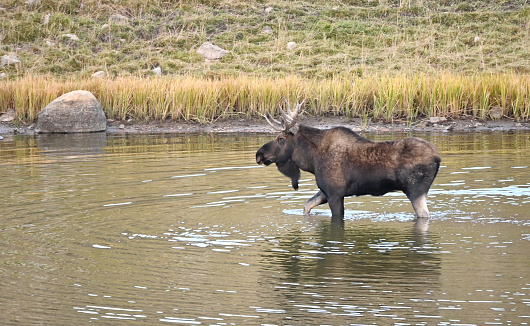 Big bull moose standing / walking in shallow pond.