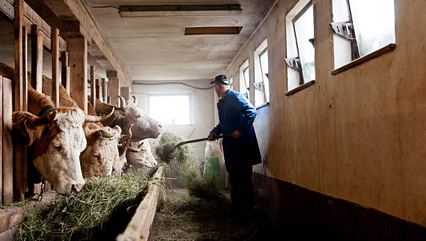 agricultor alimentar as vacas em barn - farmer color image photography switzerland - fotografias e filmes do acervo