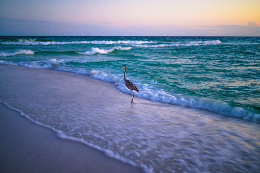A Crane wading through gulf, searching for food