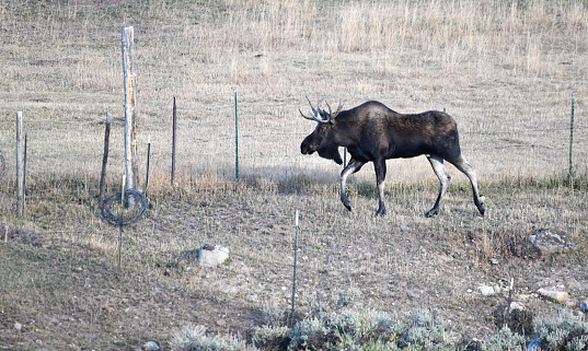 Young bull moose walking by the fence in the pasture.