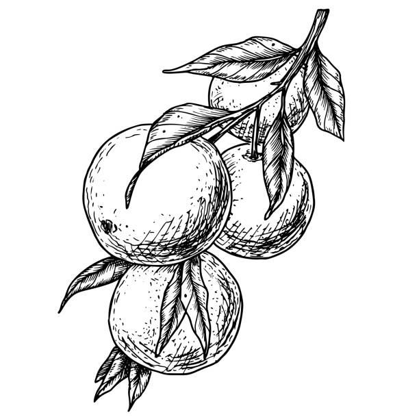 360+ Clementine Drawing Stock Illustrations, Royalty-Free Vector