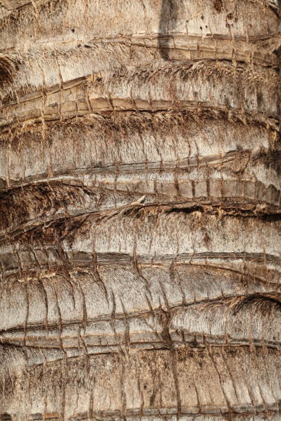 istock Stem of a palm tree 1756428380