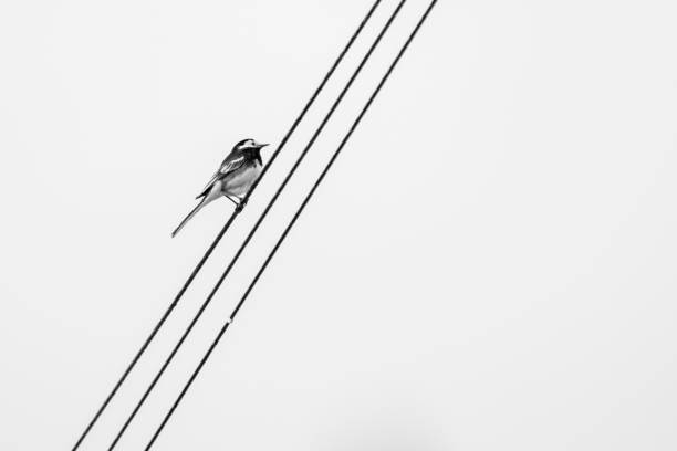In this poignant image, a solitary small bird perches delicately on powerlines, set against a backdrop of heavy, gray skies. The avian figure exudes resilience and tranquility amidst the moody atmosphere, epitomizing the strength and grace of nature in the face of adversity.