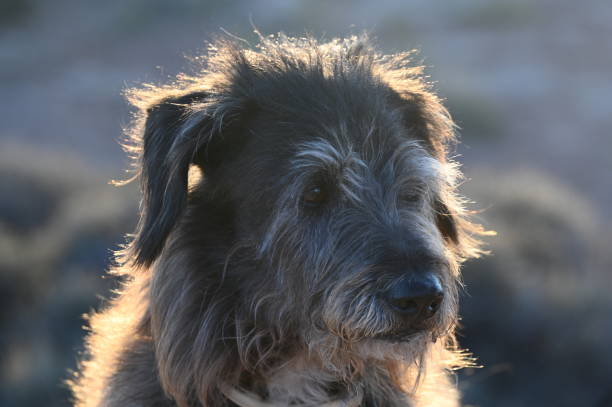istock Dog Portrait Mixed Breed 1756431606