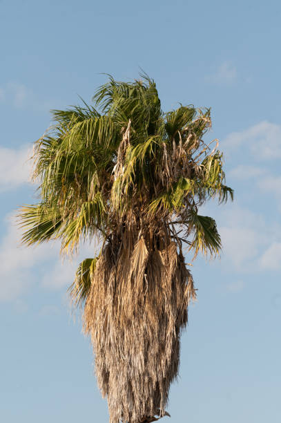 istock Treetop of a palm tree 1756431753