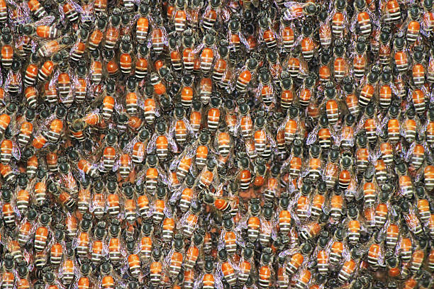 Fondo de abejas - foto de stock