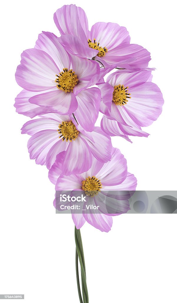 cosmos flower Studio Shot of Pink Colored Cosmos Flowers Isolated on White Background. Large Depth of Field (DOF). Macro. Annual - Plant Attribute Stock Photo