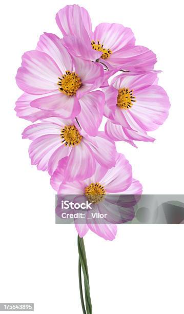 Cosmos Flower Stock Photo - Download Image Now - Annual - Plant Attribute, Beauty, Bouquet